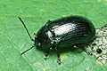 Phyllodecta vulgatissima (J�trewka zielona)