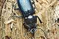 Systenocerus caraboides (Zakliniec)