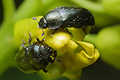 Meligethes aeneus (S�odyszek rzepakowy)