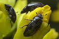 Meligethes aeneus (S�odyszek rzepakowy)