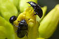 Meligethes aeneus (S�odyszek rzepakowy)