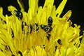Meligethes aeneus (S�odyszek rzepakowy)