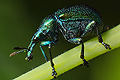 Byctiscus betulae