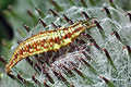 chrysopa (z�otook)