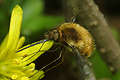 Bombylius major (Bujanka wi�ksza)