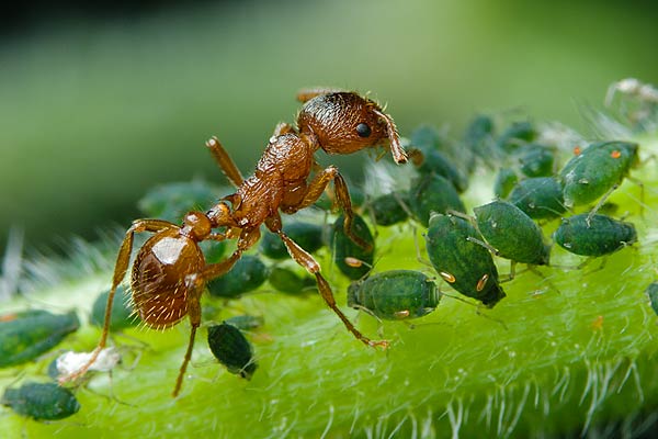 wcieklica (myrmica)