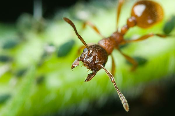 wcieklica (myrmica)