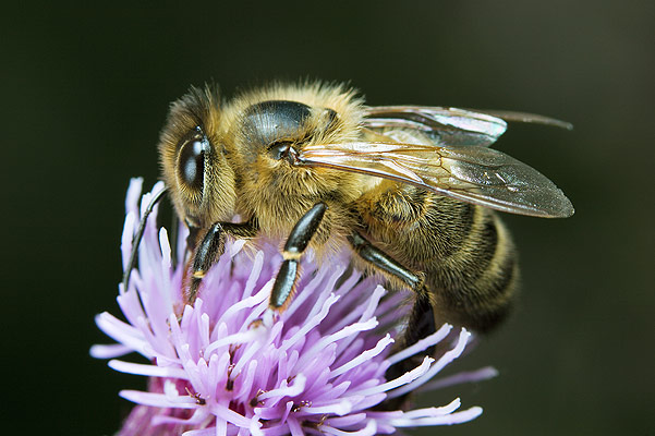 apis mellifica (pszczoa miodna)