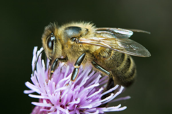 apis mellifica (pszczoa miodna)