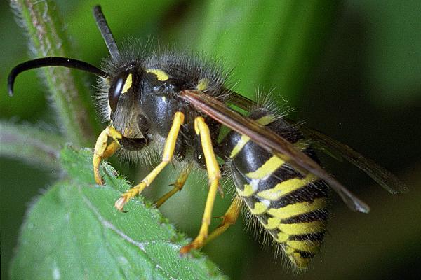 Dolichovespula sylvestris (Osa Lena)