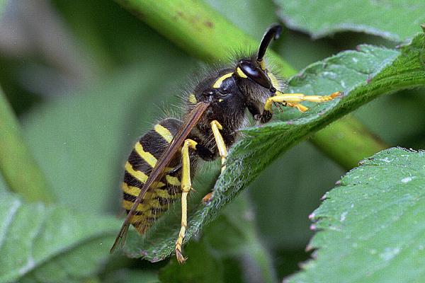 Dolichovespula sylvestris (Osa Lena)