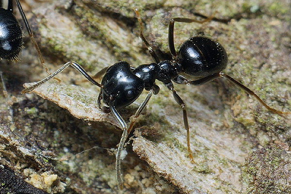 Lasius fuliginosus (kartoniarka czarna)