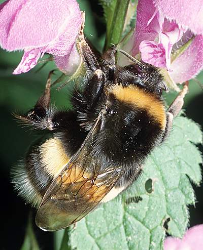 bombus pratorum (trzmiel ziemny)
