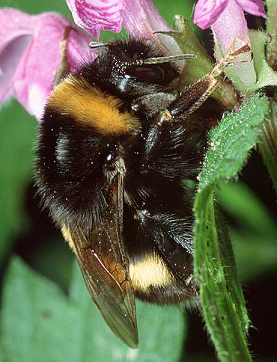 bombus pratorum (trzmiel ziemny)