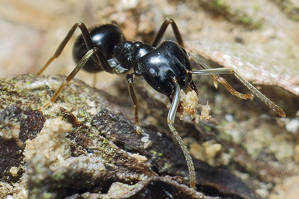 Lasius fuliginosus (kartoniarka czarna)