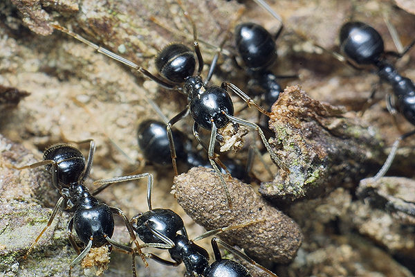 Lasius fuliginosus (kartoniarka czarna)