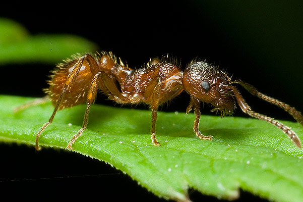 wcieklica (myrmica)