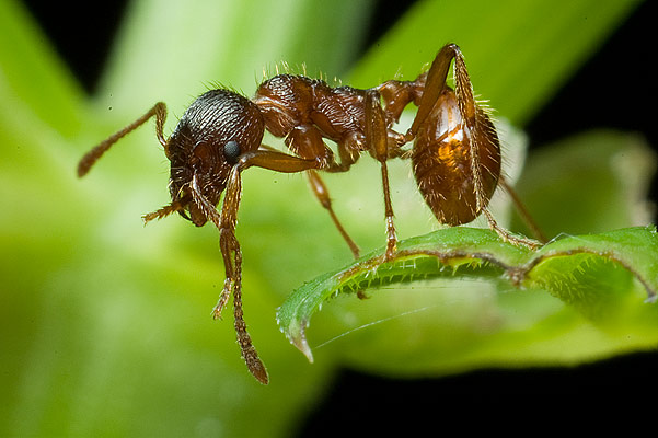 wcieklica (myrmica)