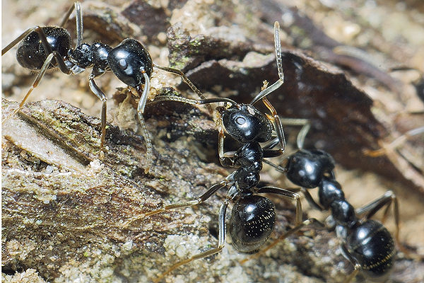 Lasius fuliginosus (kartoniarka czarna)