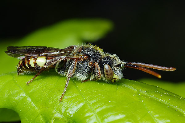 Nomada sp