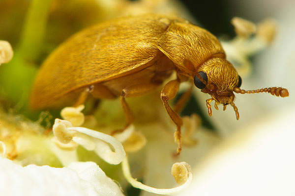 Byturus tomentosus (Kistnik malinowiec)