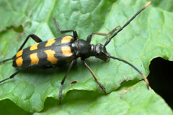 Leptura guadrifasciata (baldurek pregowany)