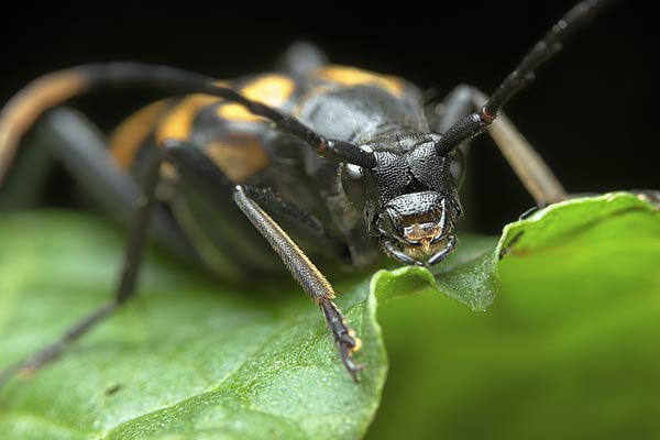 Leptura guadrifasciata (baldurek pregowany)