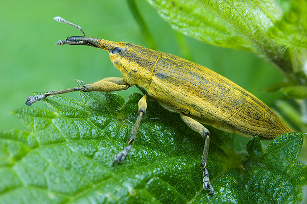 Lixus iridis (Kulczanka kosacwka)