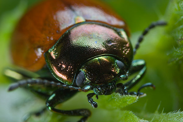 Chrysolina polita