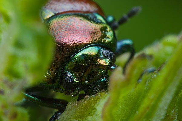 Chrysolina polita