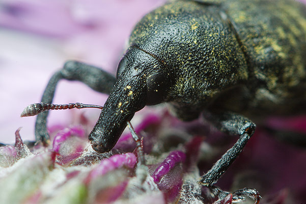 Larinus turbinatus