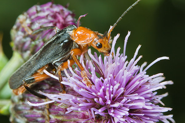 Cantharis livida