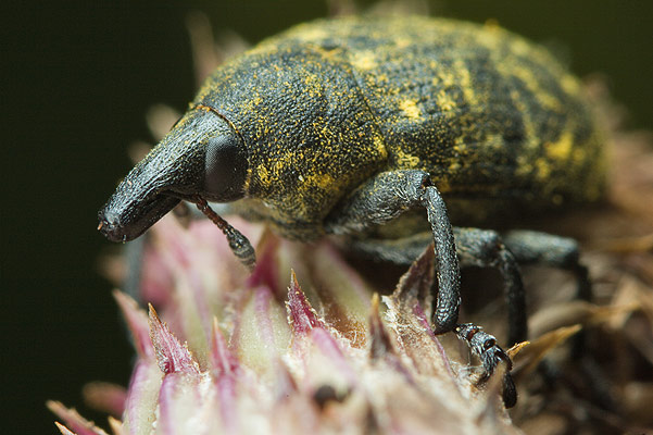 Larinus turbinatus