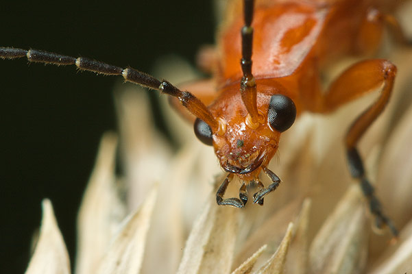 Rhagonycha fulva (Zmik ty)