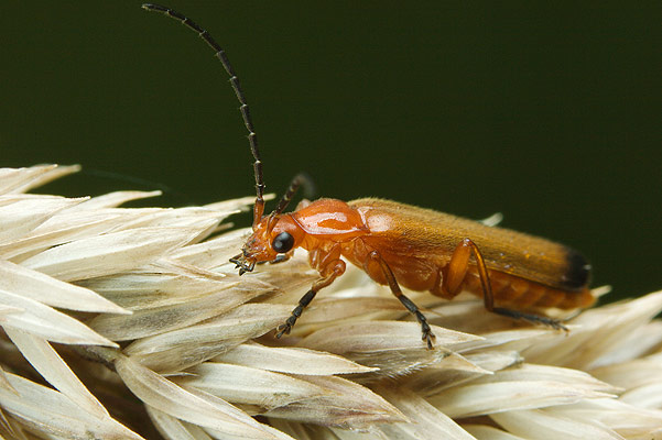 Rhagonycha fulva (Zmik ty)