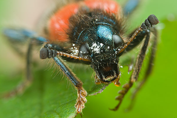 trichodes apiarius (barciel pszczoowiec)