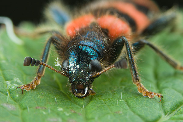 trichodes apiarius (barciel pszczoowiec)