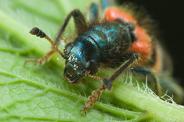 trichodes apiarius (barciel pszczoowiec)