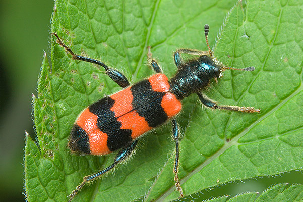 trichodes apiarius (barciel pszczoowiec)