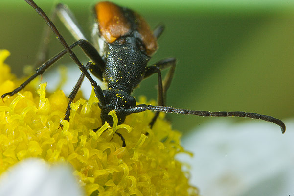 Stenurella melanura