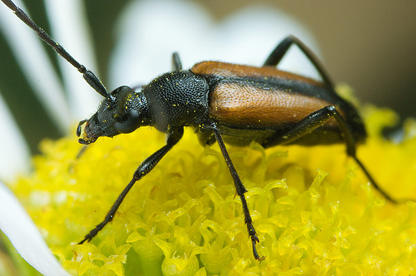 Stenurella melanura