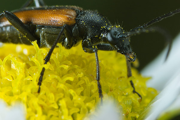 Stenurella melanura