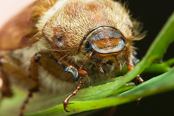 amphimallus solstitialis (guniak czerwczyk)