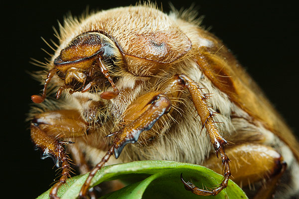 amphimallus solstitialis (guniak czerwczyk)