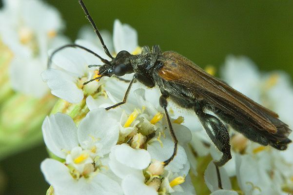 oedemera femorata