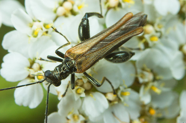 oedemera femorata