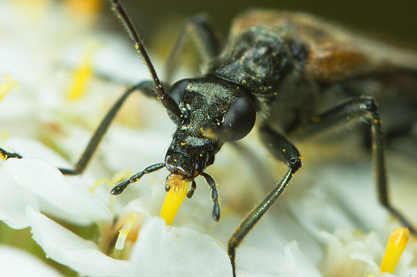 oedemera femorata