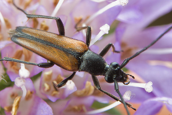 Stenurella melanura