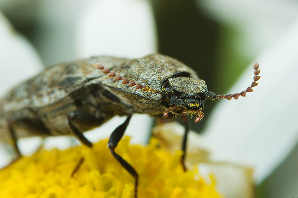 Adelocera murina (Podrzut szary)