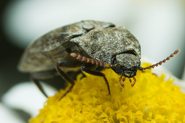 Adelocera murina (Podrzut szary)